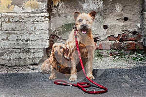 Two cute ginger dogs sitting in a yard