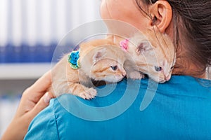 Two cute ginger kittens on the veterinary professional shoulder