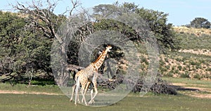 Two cute Giraffe, couple in Kalahari, South Africa