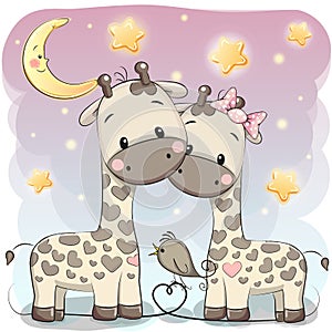 Two cute giraffes