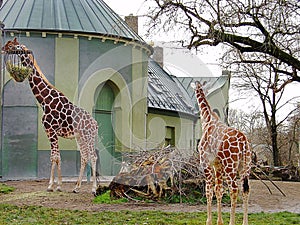 Two cute giraffes isolated on green building background. Zoo. Munich.