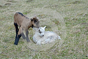 Two cute goatlings