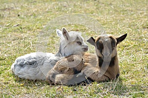Two cute goatlings