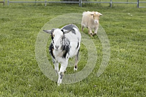 Two cute goats in a lush green pasture