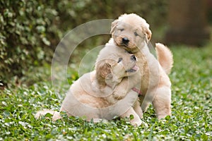 Dos lindo perro perdiguero de oro cachorros 