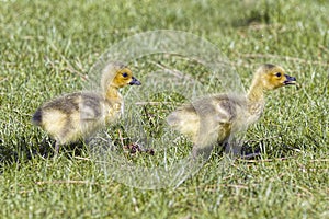 Two cute goslings walk in grass