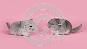 Two cute baby chinchillas seen from the side looking towards each other on a pink background photo
