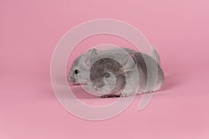 Two cute baby chinchillas seen from the side on a pink background photo