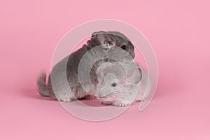 Two gray baby chinchillas together on a pink background photo