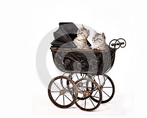 Two cute gray kittens sitting in a puppet vintage stroller