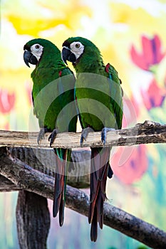 Two cute green parrots
