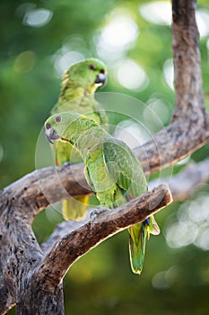 Two cute green parrots