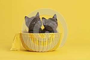 Two cute grey young kittens in a yellow basket looking up on a yellow background