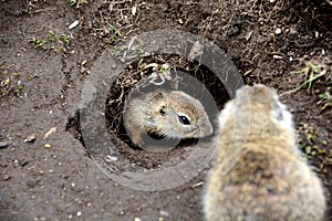 Two cute ground squirrels playing in Slovakia