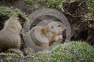 Two cute ground squirrels playing in Slovakia