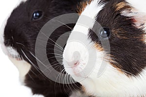 Two cute guinea pigs