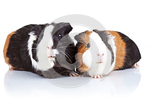 Two cute guinea pigs