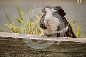 Two cute guinea pigs adorable american tricolored with swirl on head