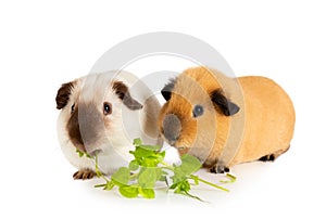 Two cute guinea pigs eating juicy greens