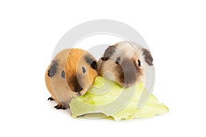 Two cute guinea pigs eating one cabbage leaf
