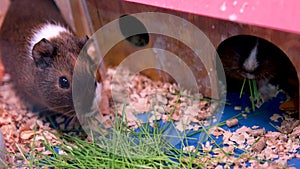 two cute guinea pigs in the garden eating grass. High quality