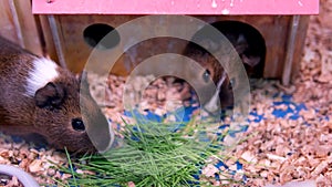 two cute guinea pigs in the garden eating grass. High quality