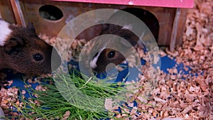 two cute guinea pigs in the garden eating grass. High quality