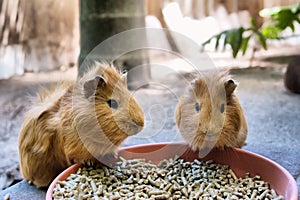 Two cute guinea pigs are having meal