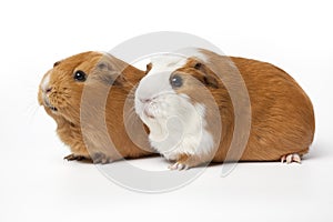 Two cute guinea Pigs isolated on white background close up