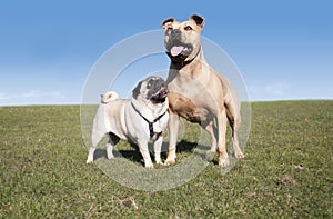 Two cute happy healthy dogs, pug and pitt bull, playing and having fun outside in park on sunny day in spring