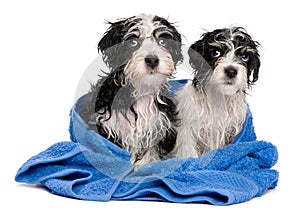 Two cute havanese puppies after bath is sitting on a blue towel