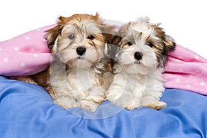 Two cute Havanese puppies are lying in a bed