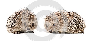 Two cute hedgehogs