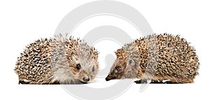 Two cute hedgehogs sitting together