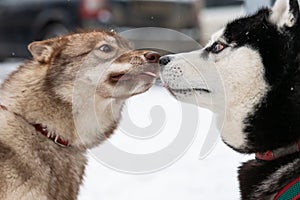 Two cute Husky dogs sniffing each other, meeting for first time. Funny pet walking before sled dog training