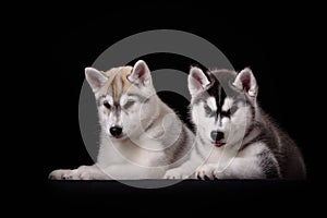 Two cute husky puppies