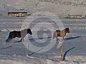 Two cute Icelandic horses with black and brown fur galloping on snow pasture covered by snow in southern Iceland.