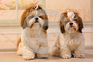 Two cute identical shih tzu dogs with bows posing for the camera. The dogs sit together