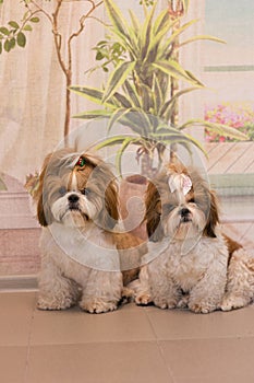 Two cute identical shih tzu dogs with bows posing for the camera. The dogs sit together