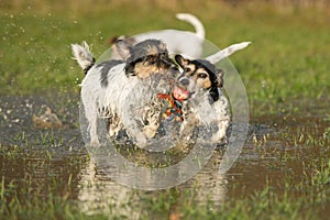 Two cute Jack Russell Terrier dogs playing and fighting with a ball in a water puddle in the snowless winter