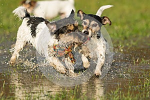 Two cute Jack Russell Terrier dogs playing and fighting with a ball in a water puddle in the snowless winter