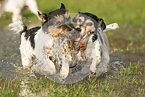 Two cute Jack Russell Terrier dogs playing and fighting with a ball in a water puddle in the snowless winter