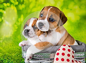 Two cute jack russell terrier puppies sitting in an Easter basket