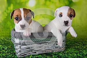 Two cute jack russell terrier puppies sitting in an Easter box