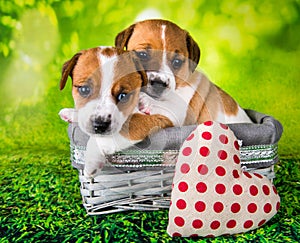 Two cute jack russell terrier puppies sitting in an Easter wicker basket