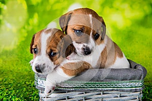 Two cute jack russell terrier puppies sitting in an Easter wicker basket