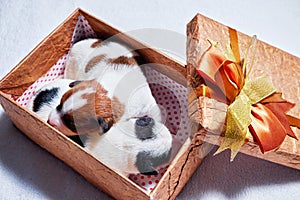 Two cute Jack Russell Terrier puppies sleeping in a gift box