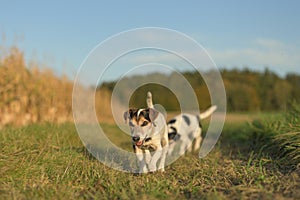 two cute jack russell terriers dogs are walking alone on a path next to corn fields in autumn. both dogs are old 13 and 10 years