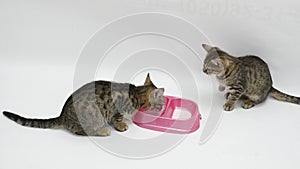 Two Cute kitten drinks milk, isolated on a white background