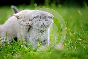 Two cute kitten in the green grass